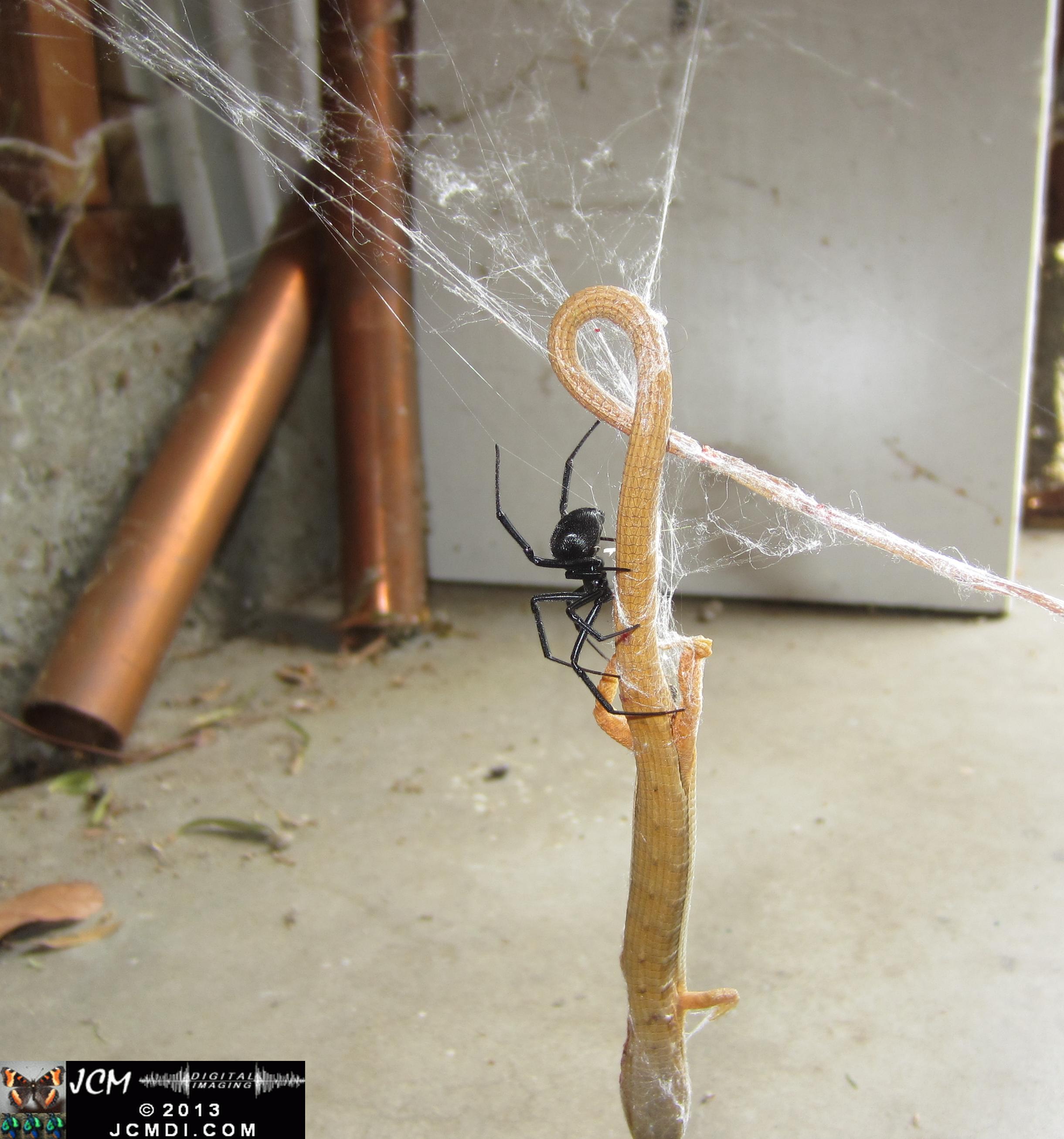 Black Widow vs (and EATS) Alligator Lizard